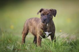 Staffordshire Bull Terrier Dog Breed Information