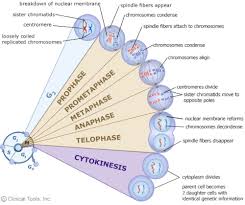 the cell cycle mitosieiosis for