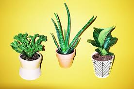 Best Indoor Plants For Aspiring Plant
