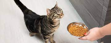 cat feeding advice top tips purina