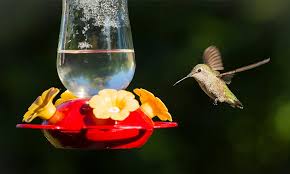 12 tips on how to attract hummingbirds