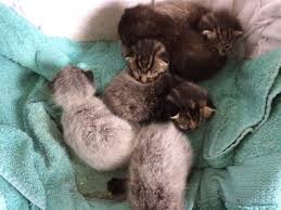 Click on the coloring page. Amazing Color Changing Kittens What Is Fever Coat Meowingtons