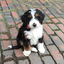 Bernedoodle puppies in utah by mountain blue doodles. Mini Bernedoodle Puppies For Sale Near Me News At Puppies Addlab Aalto Fi