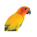 Image result for sun conure for sale