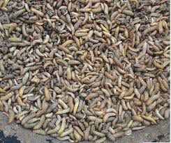 Padahal budidaya maggot memiliki potensi yang sangat besar karena bagi sebagian masyarakat maggot atau larva atau belatung merupakan hewan yang menjijikan. Terkini Budidaya Maggot Bsf Pdf