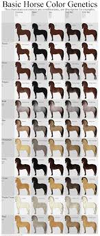 Basic Horse Color Genetics Chart By Echodus On Deviantart