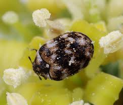 keep your home safe from carpet beetles