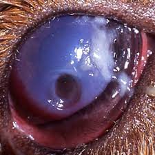 corneal ulcers south texas veterinary