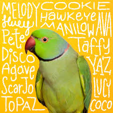 funny pet bird names