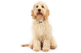 Looking for a puppy or dog in sacramento, california? Cockapoo Puppies For Sale In Sacramento California Adoptapet Com