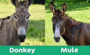 With clint eastwood, patrick l. Donkey Vs Mule What S The Difference With Pictures Pet Keen
