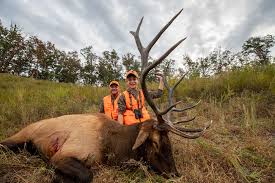 They will hang together in bachelor herds, away from the cows and calves. A Helpful Guide How To Tell The Age Of An Elk Mossy Oak