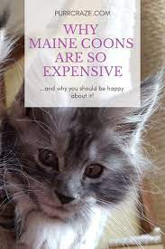 why are maine cats so expensive