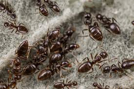If you see anthills or ant colonies outside that. How To Get Rid Of Ants In The House