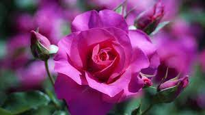 700 rose flower pictures wallpapers com