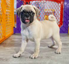 Nobody is perfect, but if you're a pug owner you are pretty close! Pug Puppies For Sale Miami Fl Pugs For Sale Miami