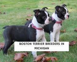 boston terrier breeders in michigan