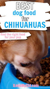 best dog food for chihuahuas i love