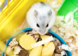 What Can Hamsters Eat Petmd