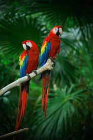 Seperti yg bisa kalian lihat pada gambar di atas, burung ini memiliki warna itulah daftar dari beberapa jenis burung kicau termahal di indonesia 2021 beserta gambarnya. Inilah Burung Tercantik Di Dunia Part I Zetizen Cirebon