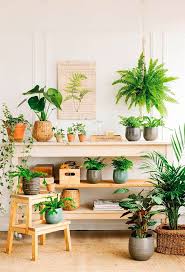 See more ideas about plants, indoor plants, planting flowers. Un Vergel Plantas De Interior Decoracion Plantas Plantas En Pared
