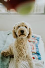 This cut may not be the most stylish, but it is the best one to keep your pet dog cool and relaxed. 13 Goldendoodle Haircuts Ideas Goldendoodle Haircuts Goldendoodle Goldendoodle Grooming