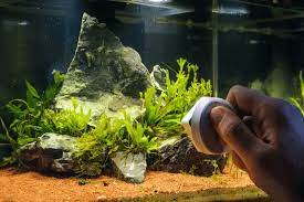 how to get rid of algae in fish tank