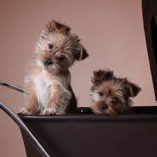 Yorkie diet yorkie training yorkie safety tips yorkie grooming yorkie health yorkie dental yorkie ears. Find Yorkshire Terrier Puppies For Sale In California