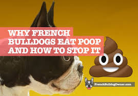Why Does My French Bulldog Eat Poop How To Stop It