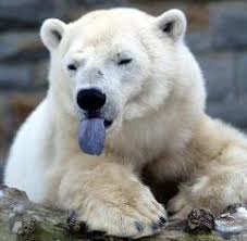 Image result for polar bears endangered