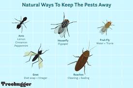 natural ways to get rid of insects in