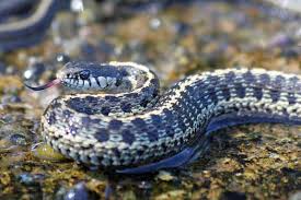 5 species of garter snakes in ohio
