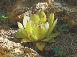 Сукулентното растение дебелец , алпийска роза или дебела мара е широко разпространено като саксийно цвете, благодарение на това, че лесно се разпространява и развива. Debelec Ili Debela Mara Gradina 24