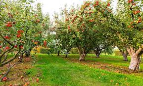 Apple Trees For Growing