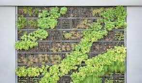 plants used in living green walls