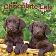 Discover (and save!) your own pins on pinterest Chocolate Labrador Retriever Puppies 2020 12 X 12 Inch Monthly Square Wall Calendar Animals Dog Breeds Retriever Puppies English French And Spanish Edition Browntrout Publishers Inc Browntrout Publishers Editing Team Browntrout Publishers