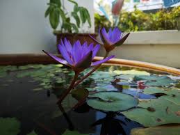 tropical water lilies now free