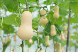 History of growing winter squash. Butternut Squash Gardening Guide How To Grow Butternut Squash 2021 Masterclass