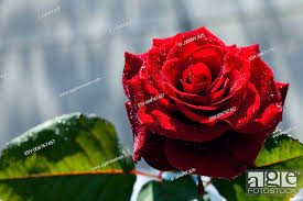 big beautiful red rose on a background