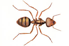 Pay less pest control has been providing pest management services to homeowners and business owners in salt lake city for more than 3 decades. America S Most Wanted Pest Ants Ask Mr Little