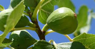 growing a fig tree in arizona how to