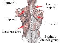 They originate from the vertebral column and attach to the bones of the latissimus dorsi originates from the lower part of the back, where it covers a wide area. Back And Abdominal Muscles Low Back Pain Program