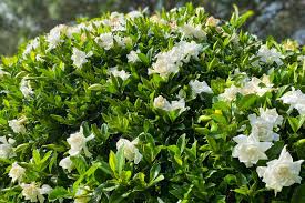 evergreen shrubs for year round curb appeal