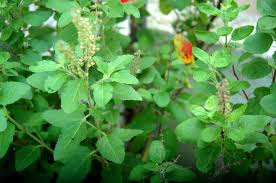 Image result for importance of tulsi