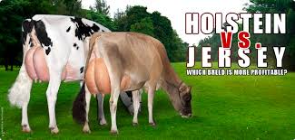 Holstein Vs Jersey Which Breed Is More Profitable The