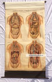 Antique 1918 American Frohse Anatomical Chart Plate No 6