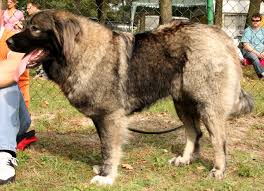 kaukázusi medveölő kölyök kutya