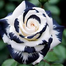 rare black white rose