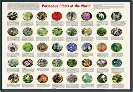 Poisonous Plants A Gardeners Guide To