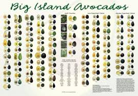 Hawaiis Many Avocados How Did They Get Here Big